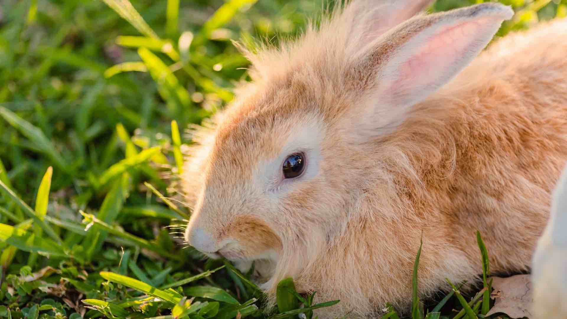 Rabbit damage deepens across NSW Riverina - Auckland Post
